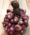 Čebula Zebrune - Allium cepa var aggregatum - semena čebule - 70 kos