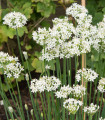 Česenova drobnica – Allium tuberosum – semena drobnice – 200 kosov