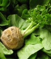 Celer korenasti Mars - Apium graveolens - semena celerja - 20 kosov - zaključeno
