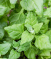 Novozelandska špinača - Štirikotič - Tetragonia tetragonioides - semena špinače - 35 kosov