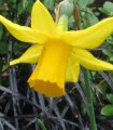 Narcis Tamara - čebulice - 3 kosi