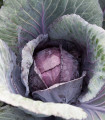 Rdeče zelje polpozno Pourovo - Brassica oleracea - semena zelja - 200 kos
