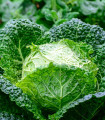 Zelje Entira F1 - Brassica oleracea - semena - 40 kosov