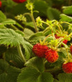 Gozdna jagoda - Fragaria vesca - semena - 10 kos