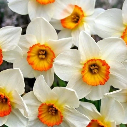 Narcis Flower Record - Narcissus L. - čebulice - 3 kosi