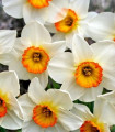 Narcis Flower Record - Narcissus L. - čebulice - 3 kosi