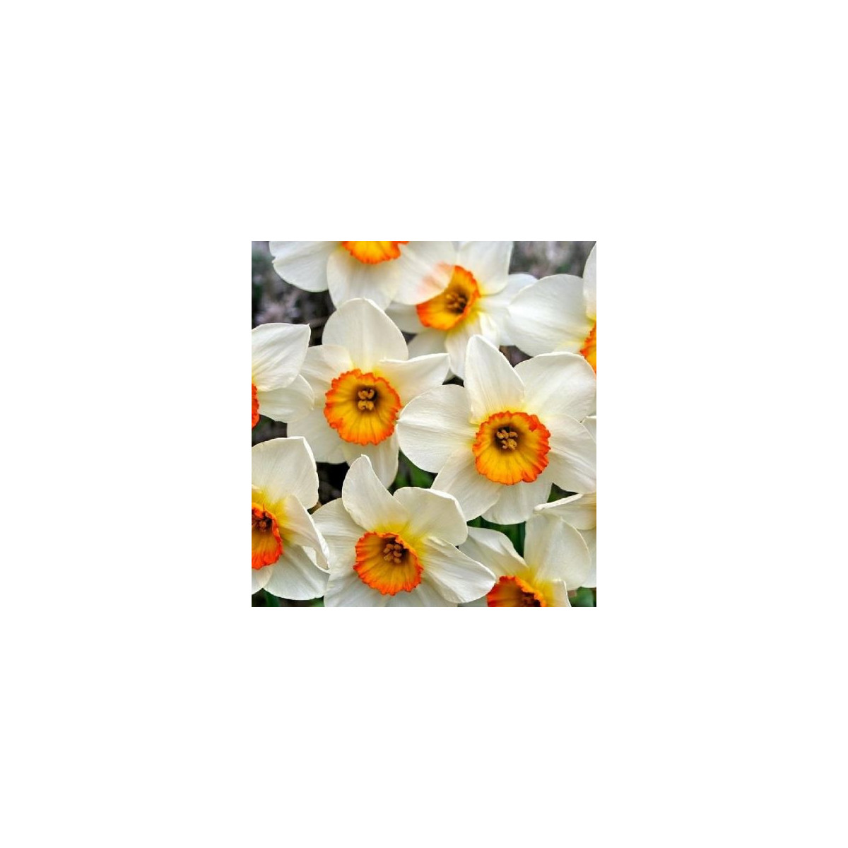 Narcis Flower Record - Narcissus L. - čebulice - 3 kosi