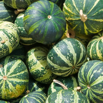 Tykev buvolí - Cucurbita foetidissima - semena tykve - 3 ks
