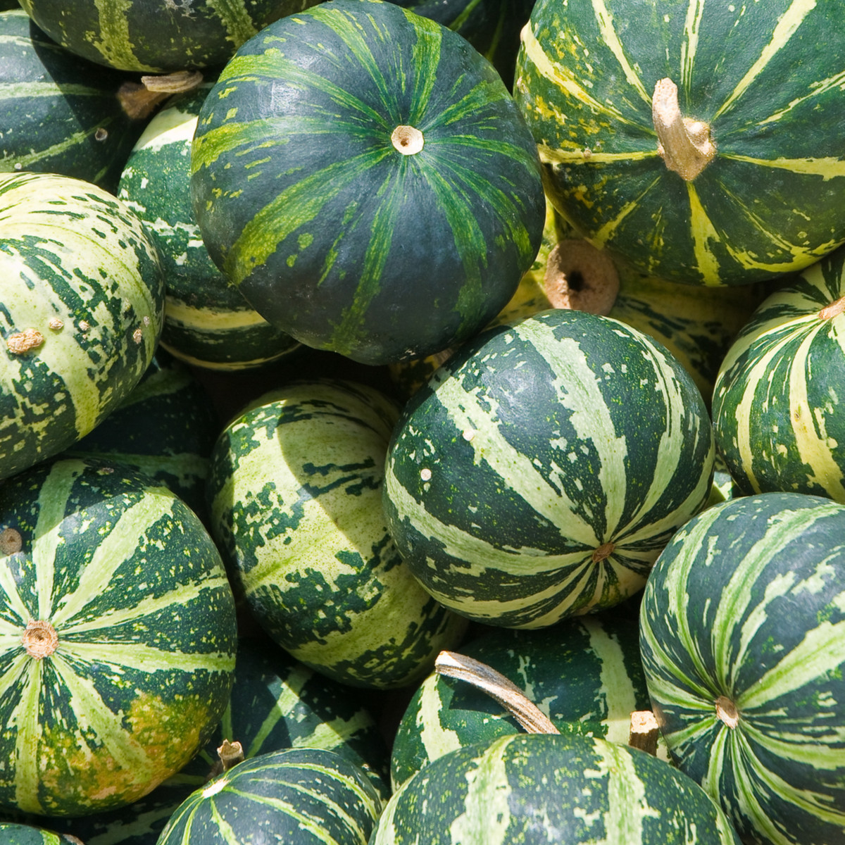 Tykev buvolí - Cucurbita foetidissima - semena tykve - 3 ks