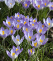 Krokus Barrs Purple - Crocus tommasinianus - čebulice krokusa - 3 kosi