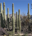 Saguaro - Kaktus svečnik - Carnegiea gigantea - semena kaktusa - 5 kosov