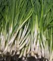 Japonska zimska čebula - Allium cepa - semena - 50 kos