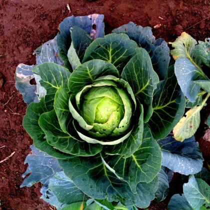 Zelí bílé Brunswijker - Brassica oleracea - semena zelí - 150 ks