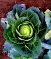 Belo zelje Brunswijker - Brassica oleracea - semena zelja - 150 kos