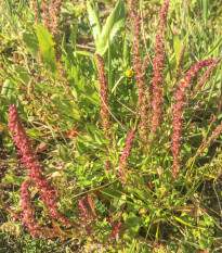Šťovík zahradní - Rumex patientia - semena šťovíku - 20 ks