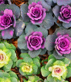 Okrasno zelje - Brassica oleracea sabauta - semena - 50 kos