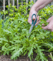 Rukola Dentelata – Eruca vesicaria – semena rukole – 200 kosov