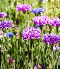 Mešanica barv plavice - Centaurea cyanus mix - semena plavice - 100 kos