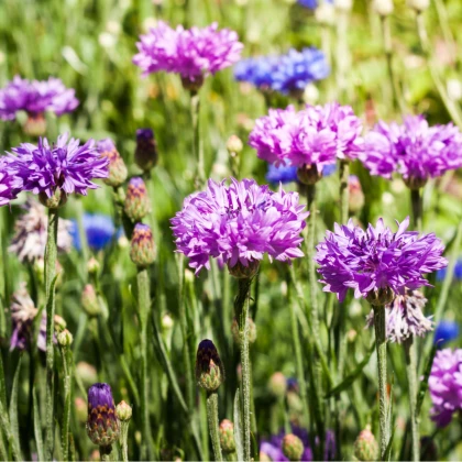 Mešanica barv plavice - Centaurea cyanus mix - semena plavice - 100 kos