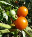 Paradižnik Moneymaker - Solanum lycopersicum - semena paradižnika - 20 kosov