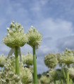 Zimska čebula - Česen ošlej - Allium fistulosum - semena čebule - 120 kos