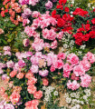 Nageljček pritlikavi mešanica barv - Dianthus caryophyllus - semena nageljčka - 130 kos