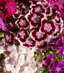 Hvozdík bradatý plnokvětý směs barev - Dianthus barbatus - semena hvozdíku - 250 ks