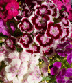 Bradač, polnocvetni, mešana barva – Dianthus barbatus – semena bradača – 250 kosov