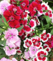 Preprosta mešanica bradatih nageljnov - Dianthus barbatus - semena nageljnov - 250 kos