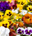 Maceška Hiemalis mešanica barv - Viola wittrockiana - semena maceške - 200 kos