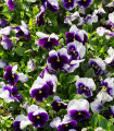 Modro-bela mačeha Hiemalis - Viola wittrockiana - semena mačehe - 200 kos