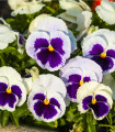 Maceška Silberbraut - Viola wittrockiana - semena mačeh - 200 kos