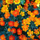 Nizki žametnik mešanica - Tagetes patula nana mix - semena žametnika - 0,3 g