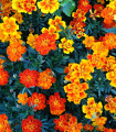 Nizki žametnik mešanica - Tagetes patula nana mix - semena žametnika - 0,3 g