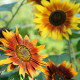 Sončnica Fantazija Mix F1 - Helianthus annuus - semena sončnice - 6 kos