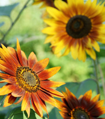 Sončnica Fantazija Mix F1 - Helianthus annuus - semena sončnice - 6 kos