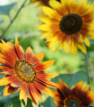 Slunečnice Fantazie Mix - Helianthus annuus - semena slunečnice - 6 ks