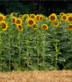 Sončnica King Kong - Helianthus annuus - semena sončnice - 6 kosov