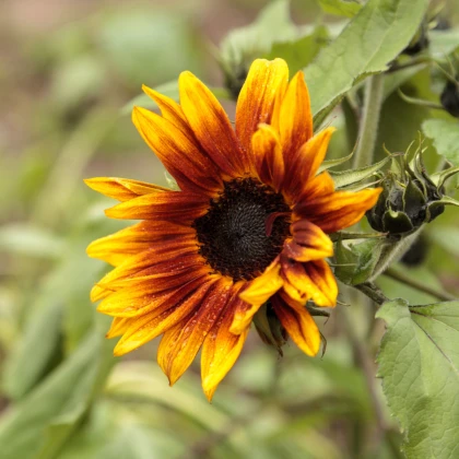 Slunečnice roční Helios - Helianthus annuus - semena slunečnice - 7 ks