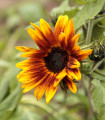 Sončnica letna Helios - Helianthus annuus - semena sončnice - 7 kosov