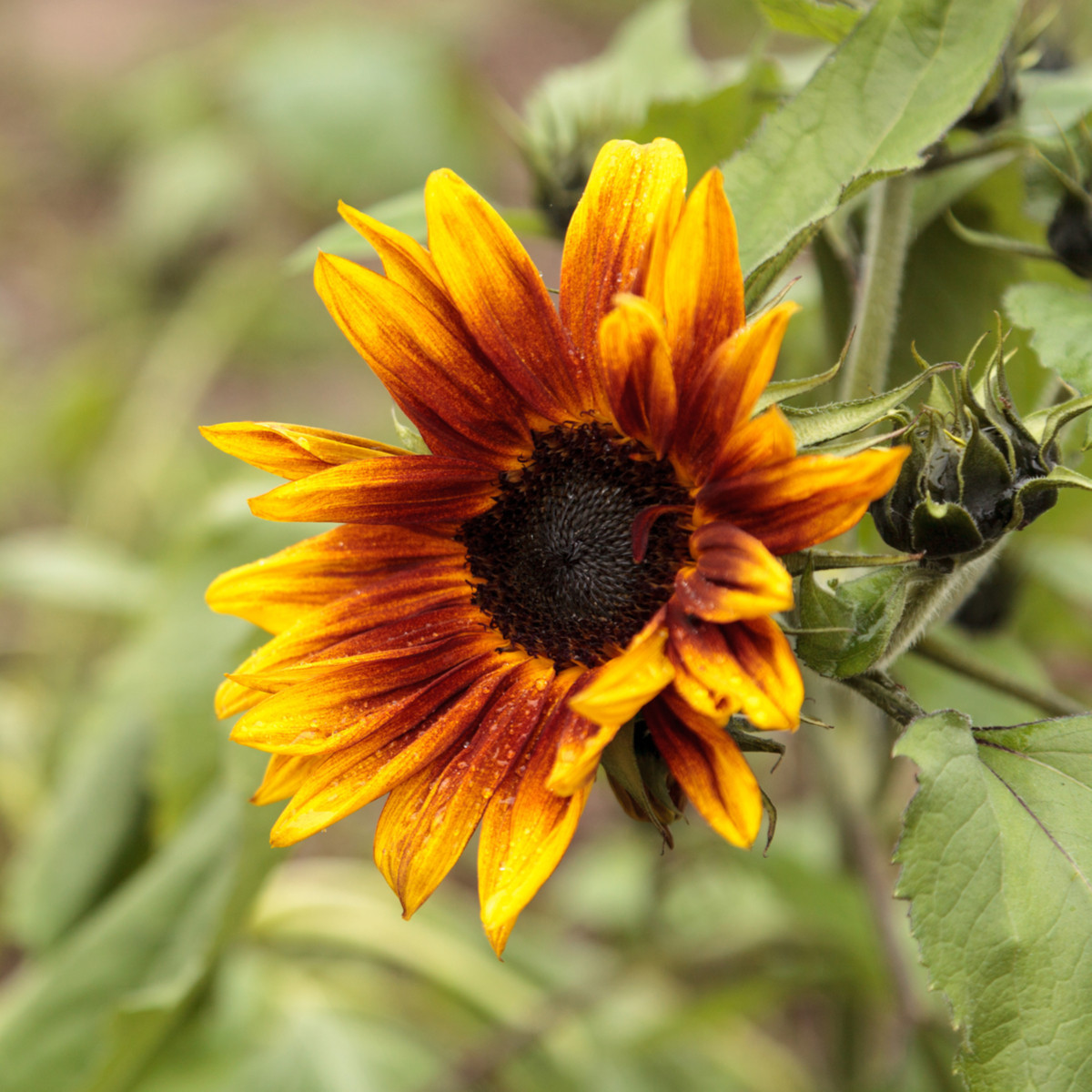 Slunečnice roční Helios - Helianthus annuus - semena slunečnice - 7 ks