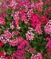 Visoka muškatna pelargonija Summer Showers – Pelargonium peltatum – semena – 4 kos