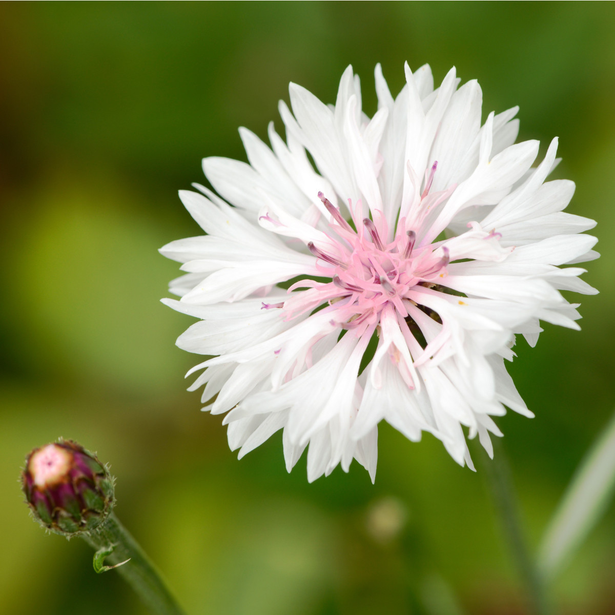 Chrpa luční růžová - Centaurea cyanus - semena chrpy - 65 ks