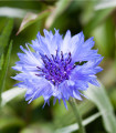 Modra plavica - Centaurea cyanus - semena plavice - 30 kosov