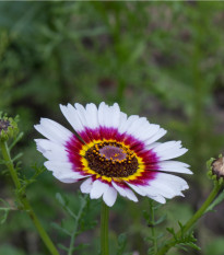 Kopriva kylnata mešanica - Chrysanthemum carinatum mix - semena koprive - 100 kos