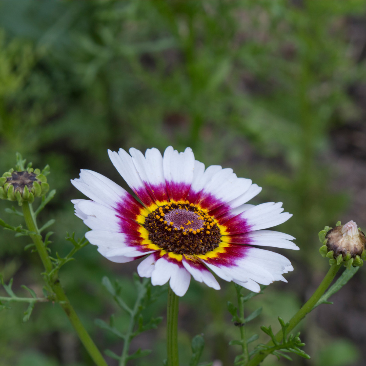 Kopriva kylnata mešanica - Chrysanthemum carinatum mix - semena koprive - 100 kos