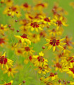 Nizko dvoobarvno dekliško oko - Coreopsis tinctoria - semena dekliškega očesa - 50 kos
