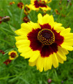 Krasnoočko visoko dvobarvno - Coreopsis tinctoria - semena krasnoočka - 50 kosov
