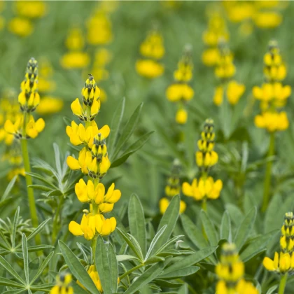 Lupina žlutá - Lupinus luteus - semena lupiny - 13 ks
