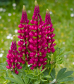 Lupina rdeča Mein Schloss - Volčji bob - Lupinus polyphyllus - semena lupine - 40 kos
